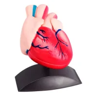 Corazón Con Base