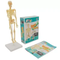 Esqueleto Armable 30 Cm