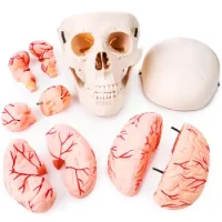 Craneo Anatomico Desarmable
