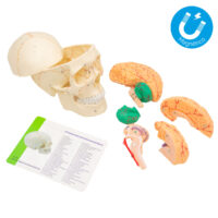 Kit Anatomico Craneo Mo-12C Desarmable 8 Part