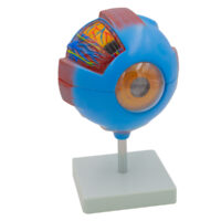 Kit Anatomico Ojo Grande13Cm Ch-2 Desarmable 7 P