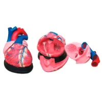 Kit De Anatomía Del Corazón