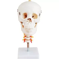 Cráneo Con Vertebra