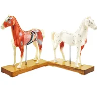 Modelo Caballo Acupuntura 25 X 22 Cm