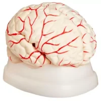 Cerebro 11x15cm 8 Piezas