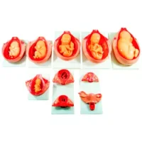 Set De Uteros Modelo Fetal