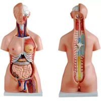 Torso Unisex 85 Cm.