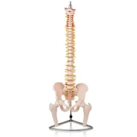 Columna Vertebral Con Pelvis Y Femur