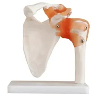 Articulación De Hombro Tamaño Real