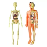Kit Anatomía Cuerpo Humano Armable
