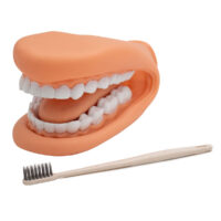 Modelo De Mandibula C/Lengua Kk2420121(1-100)