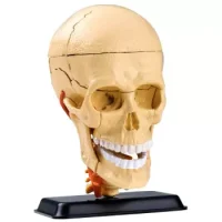 Cráneo Anatómico