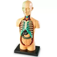 Torso Modelo Anatómico