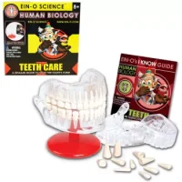 Modelo Armable Dental