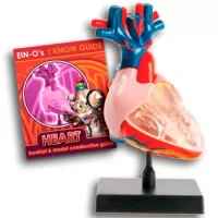 Modelo Anatómico Corazón