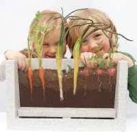 Terrario Crecimiento De Las Plantas
