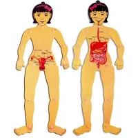 Muñeco Articulado Niña Sistema Digestivo Y Reprodu