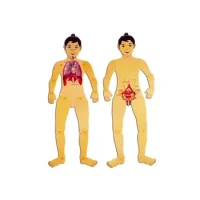 Muñeco Articulado Niño Sistema Respiratorio Y Repr