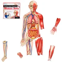 Cuerpo Humano Magnético