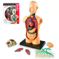 Torso Armable 31 Piezas