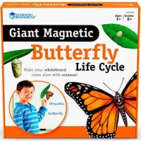 El Ciclo De Vida De La Mariposa Magnético Para Piz
