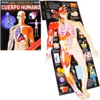 Cuerpo Humano