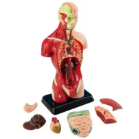 Torso Humano De 27cm 8p