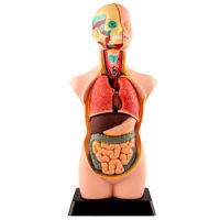 Torso Humano De 50 Cm