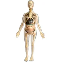 Torso Modelo Mujer Embarazada 48pcs